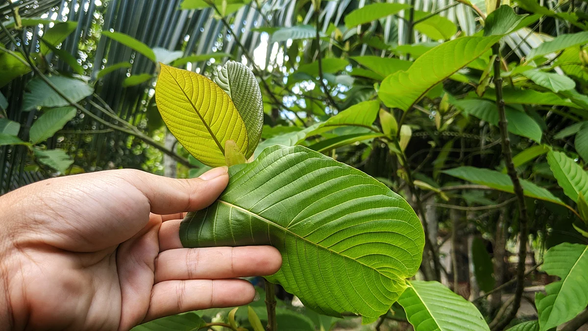 Exploring the Different Strains of Kratom in Capsule Form